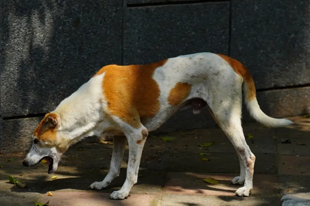 Vomiting in Dogs - Causes, Concerns, and Effective Treatments