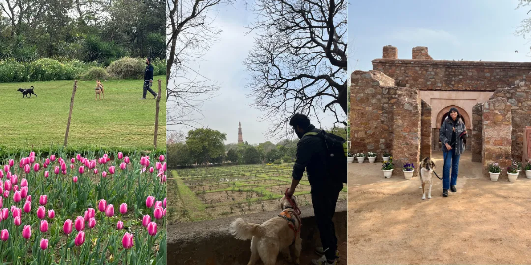 Triptych of dogs playing near tulips, walking a golden retriever near Qutub Minar, and a stone gateway