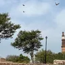 Wagging Through History: A guide to taking Your Dog to Mehrauli Archaeological Park, Delhi