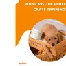 What are the benefits of crate training?