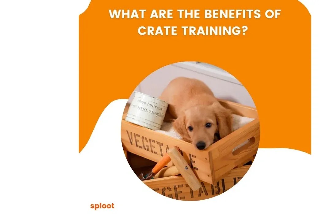 What are the benefits of crate training?