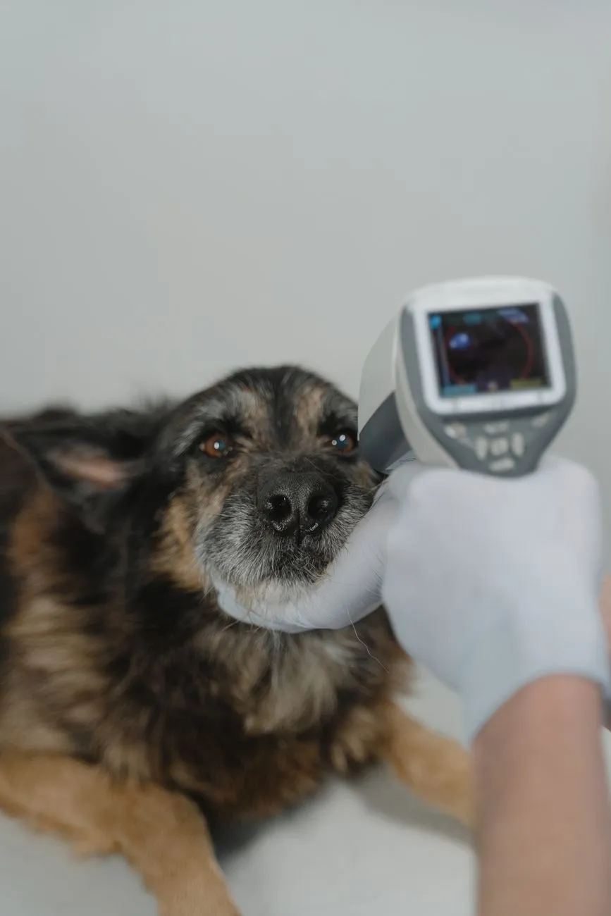 Veterinarian checking a dog during a clinic exam