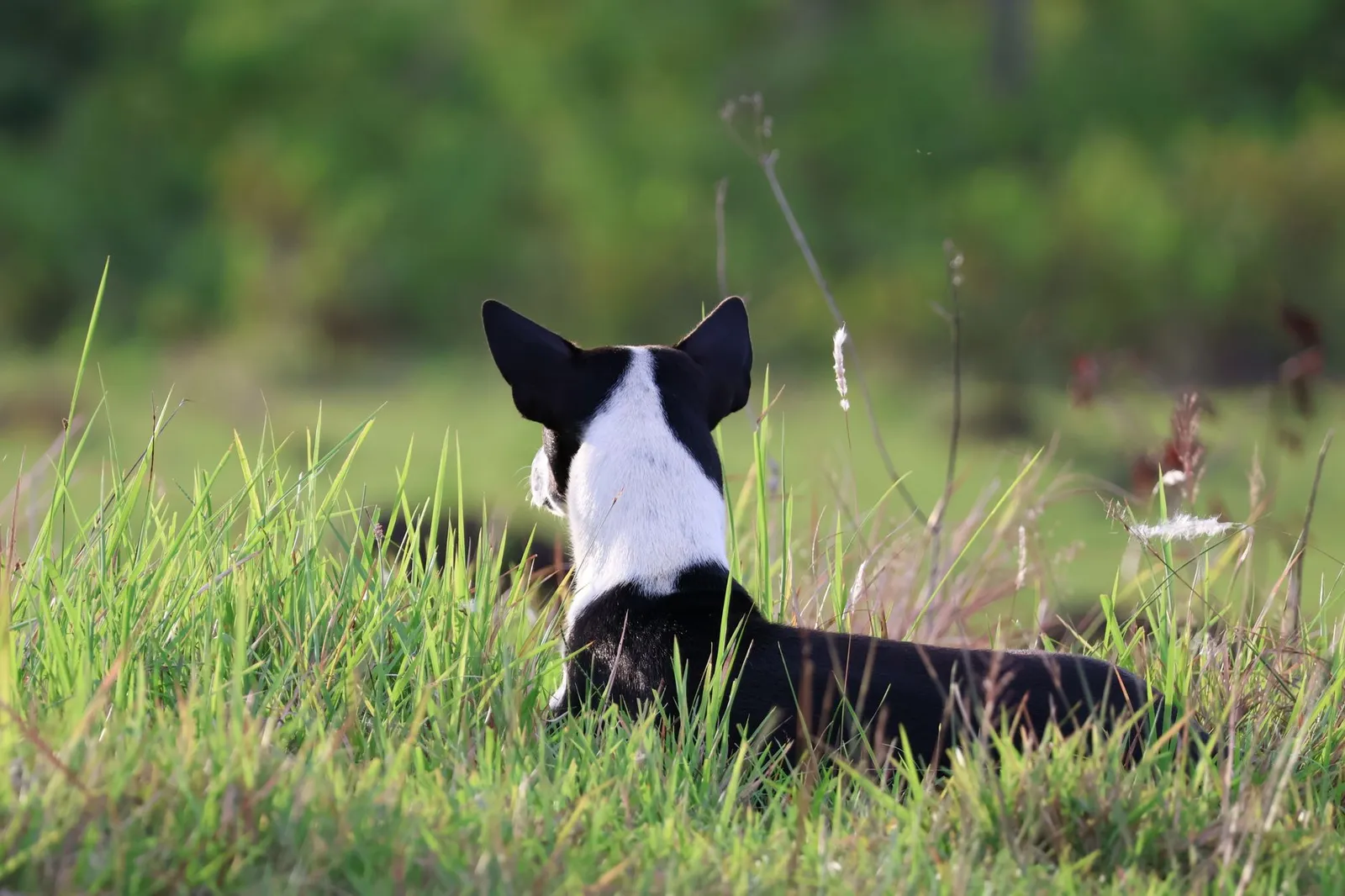 Dog outdoors in grass where ticks and heat stress are common