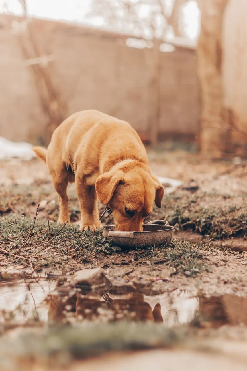 Dog drinking fresh water from a bowl at home