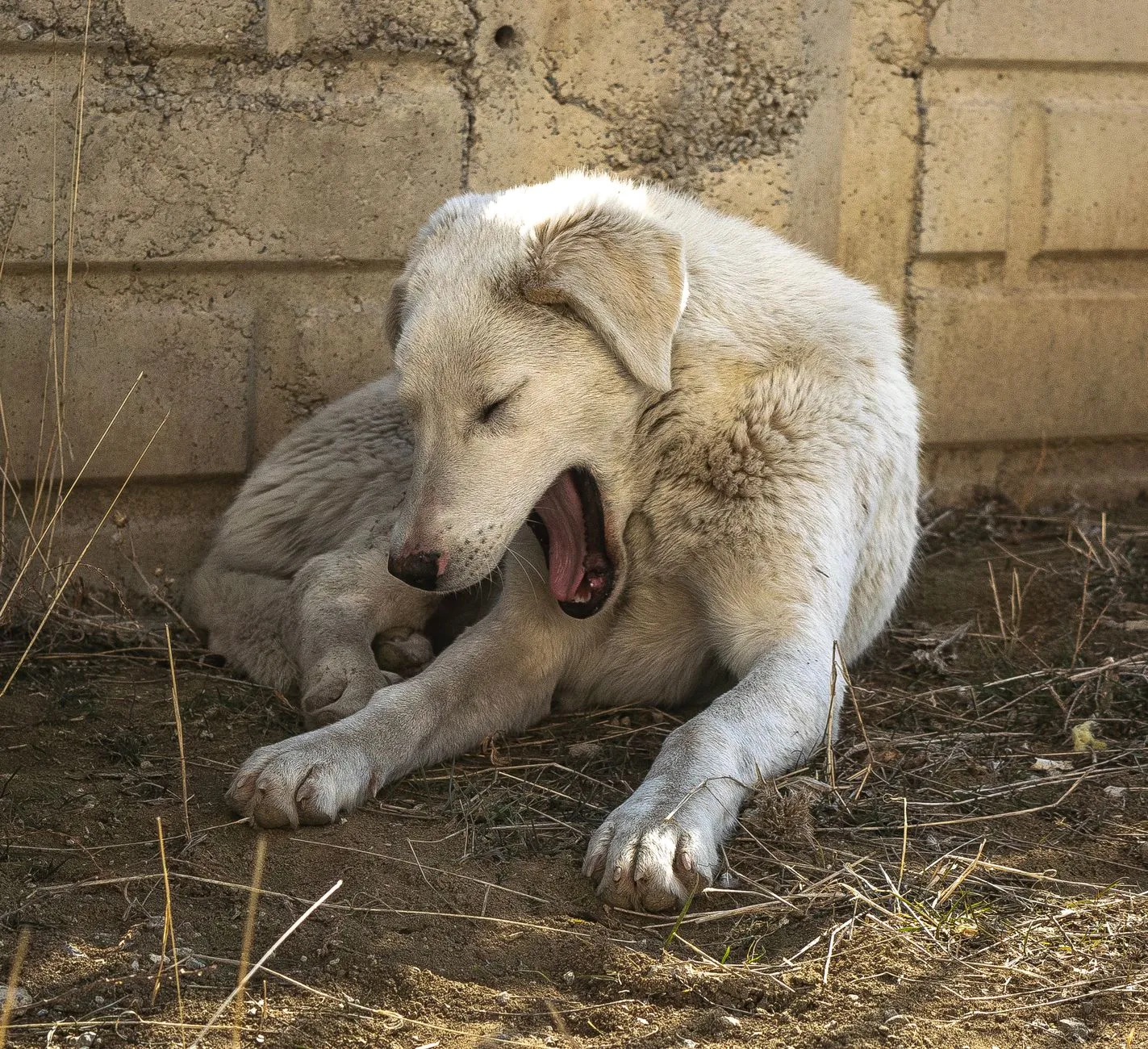 Lethargic dog lying down — a clinic-today fever red flag