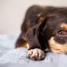 What Can I Give My Dog for Fever — Safe Vet-First Steps