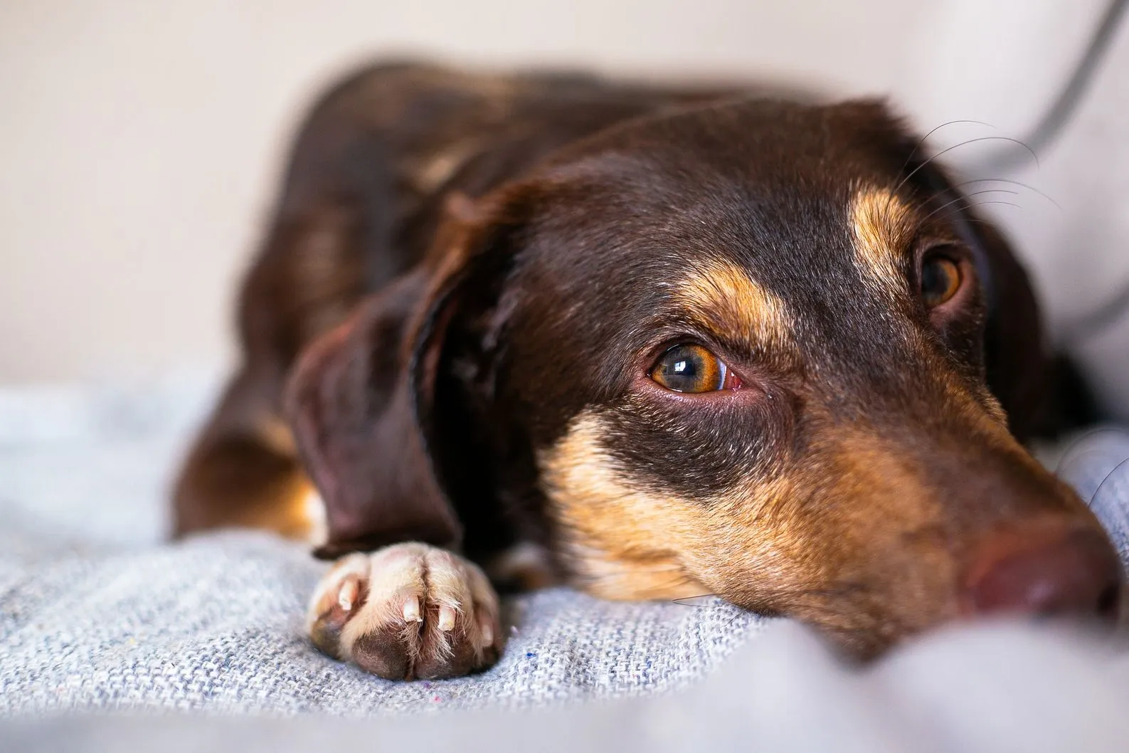What Can I Give My Dog for Fever — Safe Vet-First Steps