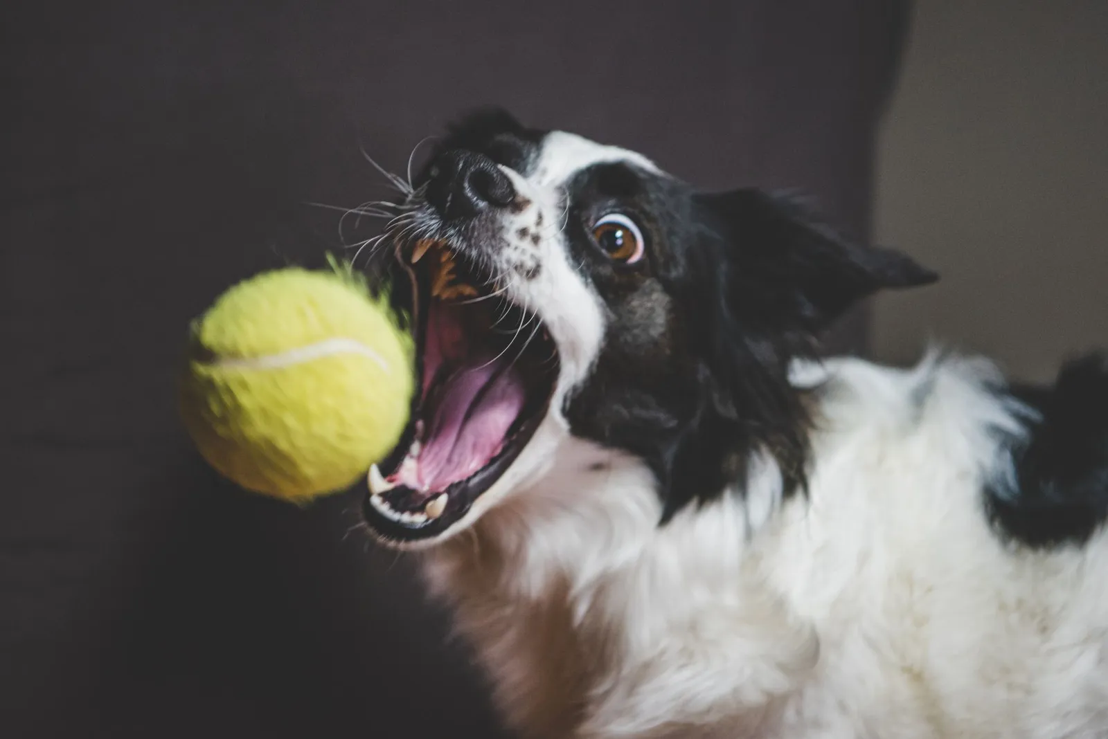 Dog fetching a yellow tennis ball in a park