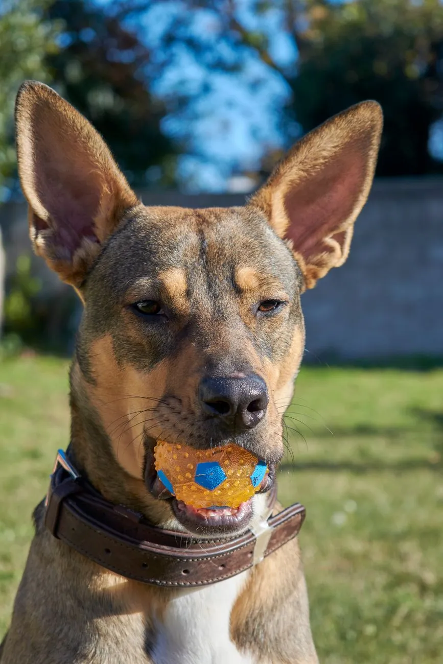 Dog holding a blue and yellow ball outdoors