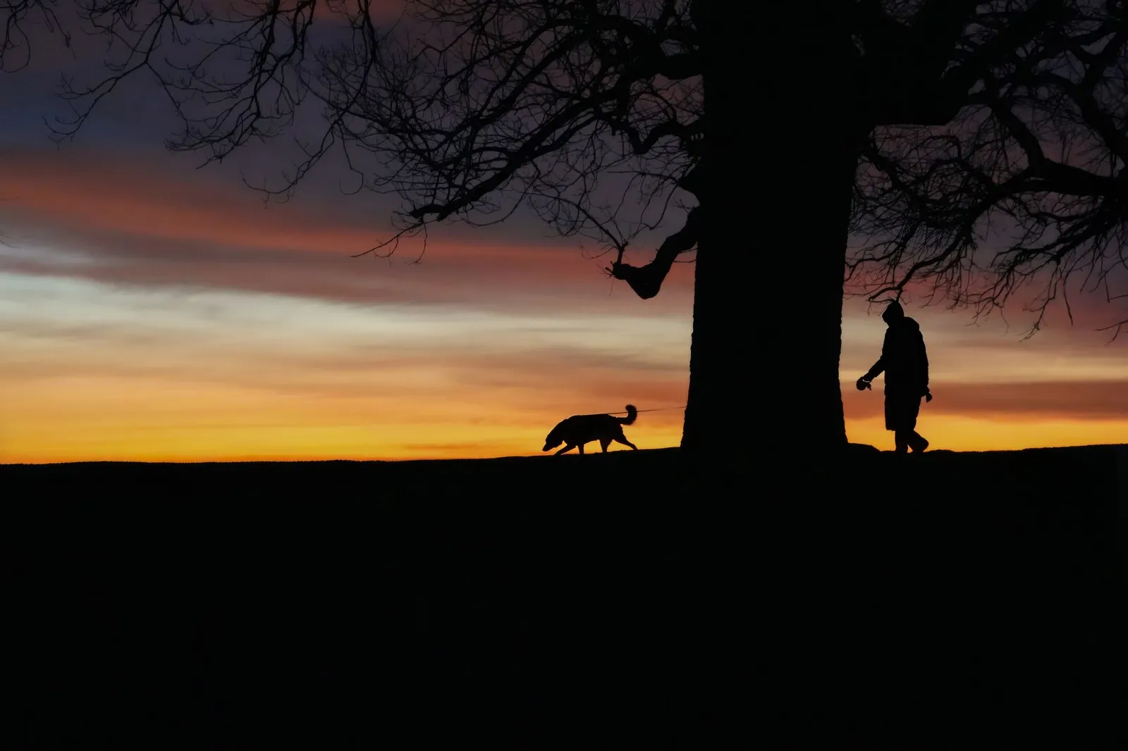 Dog on a leash during an evening walk at dusk