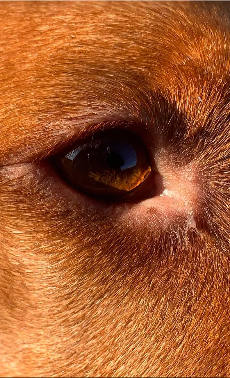 Close-up of a dog face showing both eyes