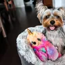 What Colors Can Dogs See? Blue Yellow Night Vision Guide