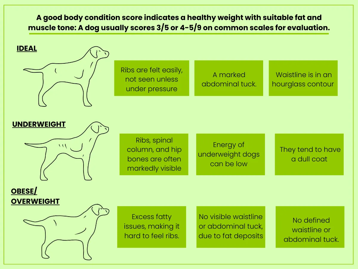 Diagram comparing ideal, underweight, and obese dog body condition outlines