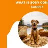 What is a Dog Body Condition Score & How To Check it?