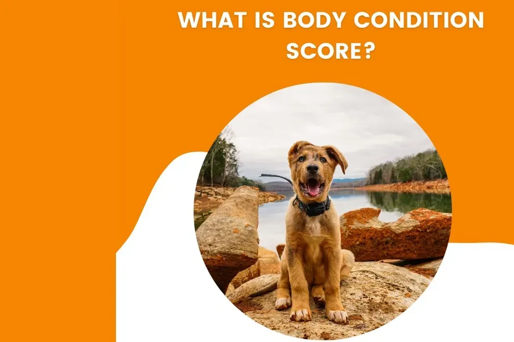What is a Dog Body Condition Score & How To Check it?