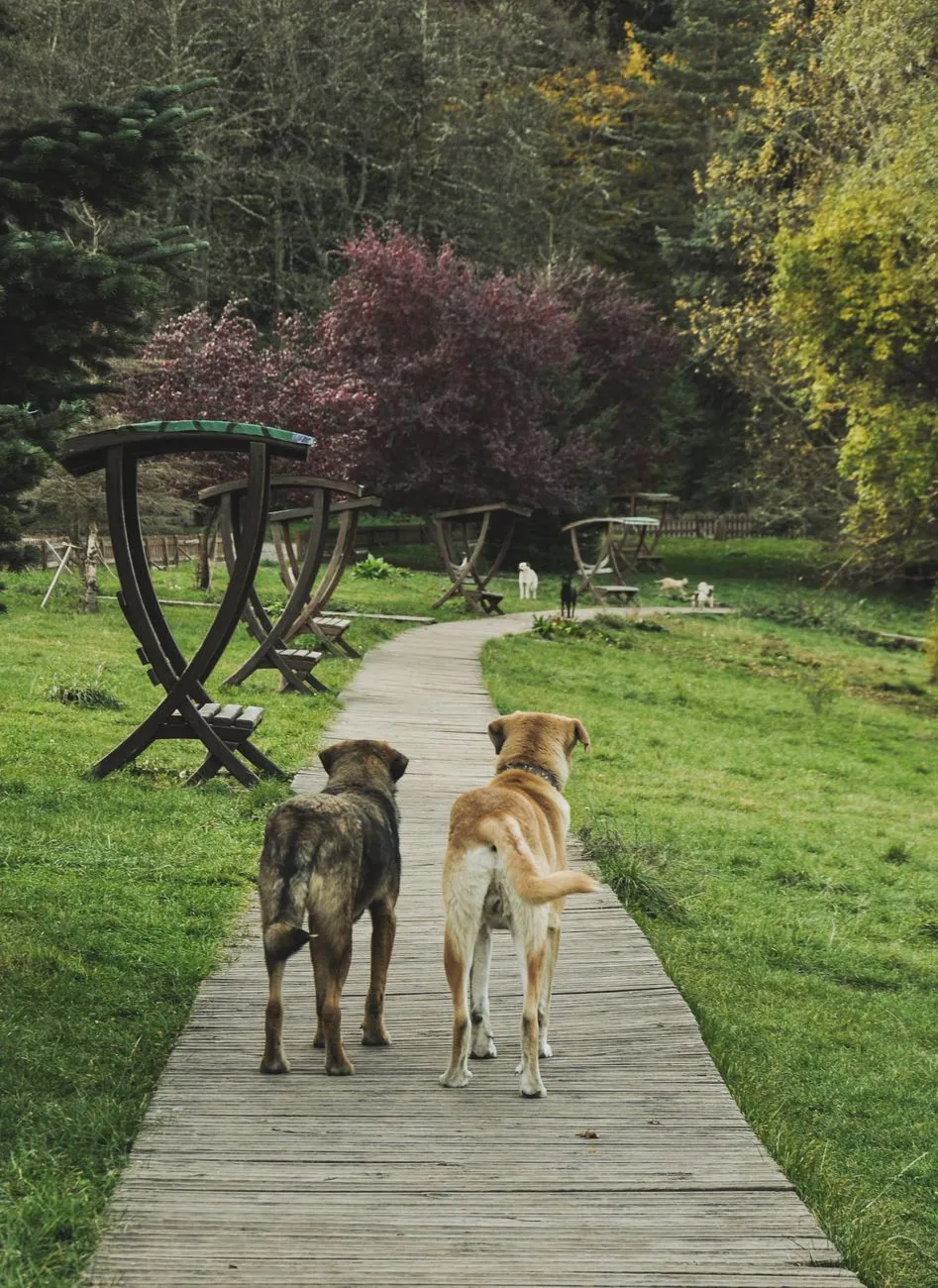Two dogs walking together on an outdoor garden path