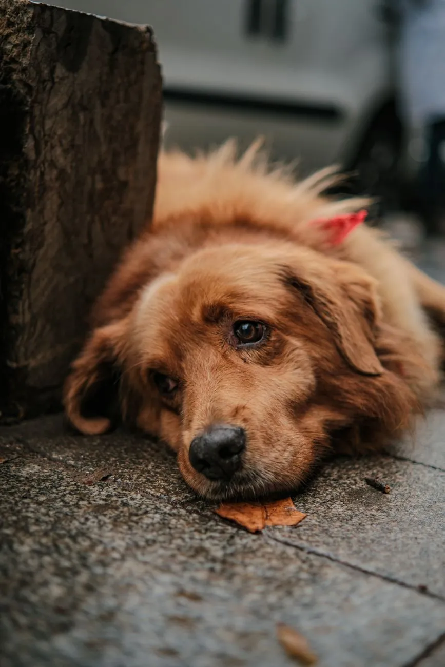Tired dog lying down with dull, sunken-looking eyes