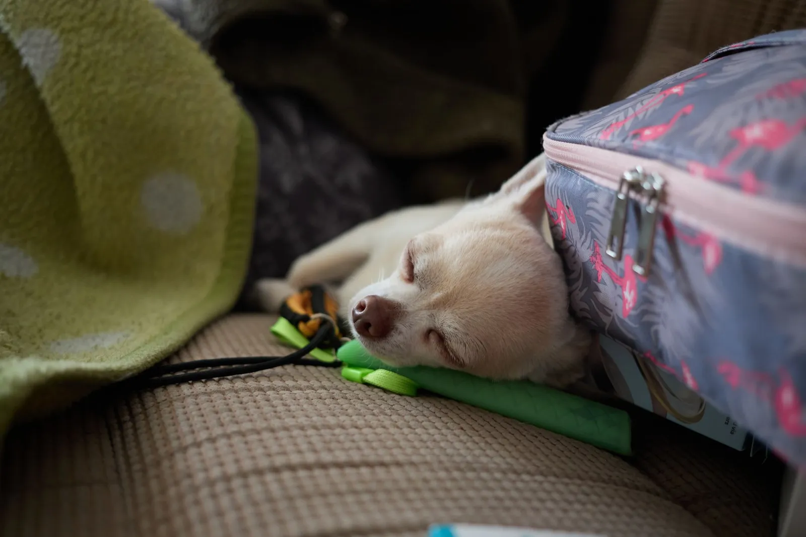Tired small dog resting under a blanket on a sofa
