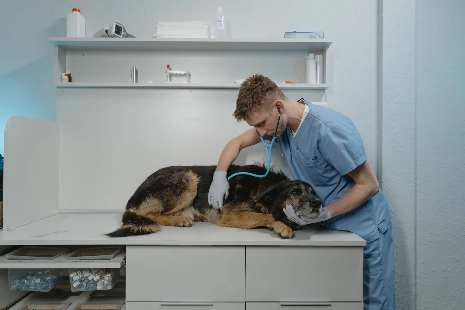 Veterinarian in scrubs examining a collie on a clinic table