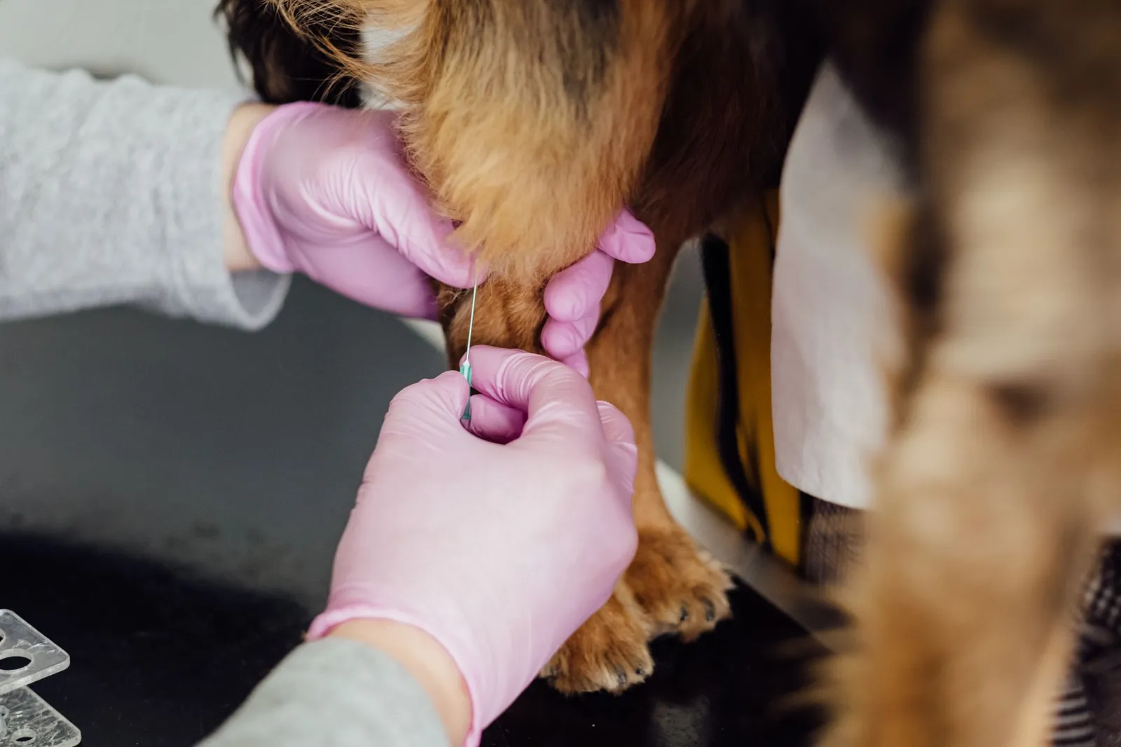 Close-up of a dog receiving a vaccine injection at a clinic