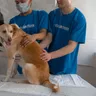 Can a Dog Survive Parvo? Treatment, Eyes and Care Guide