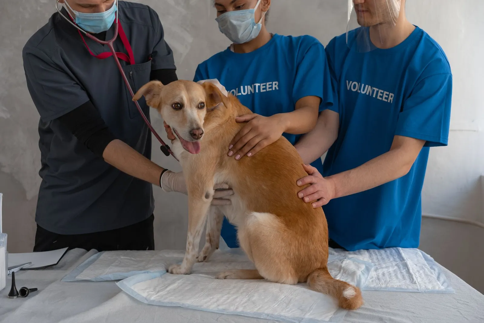 Can a Dog Survive Parvo? Treatment, Eyes and Care Guide