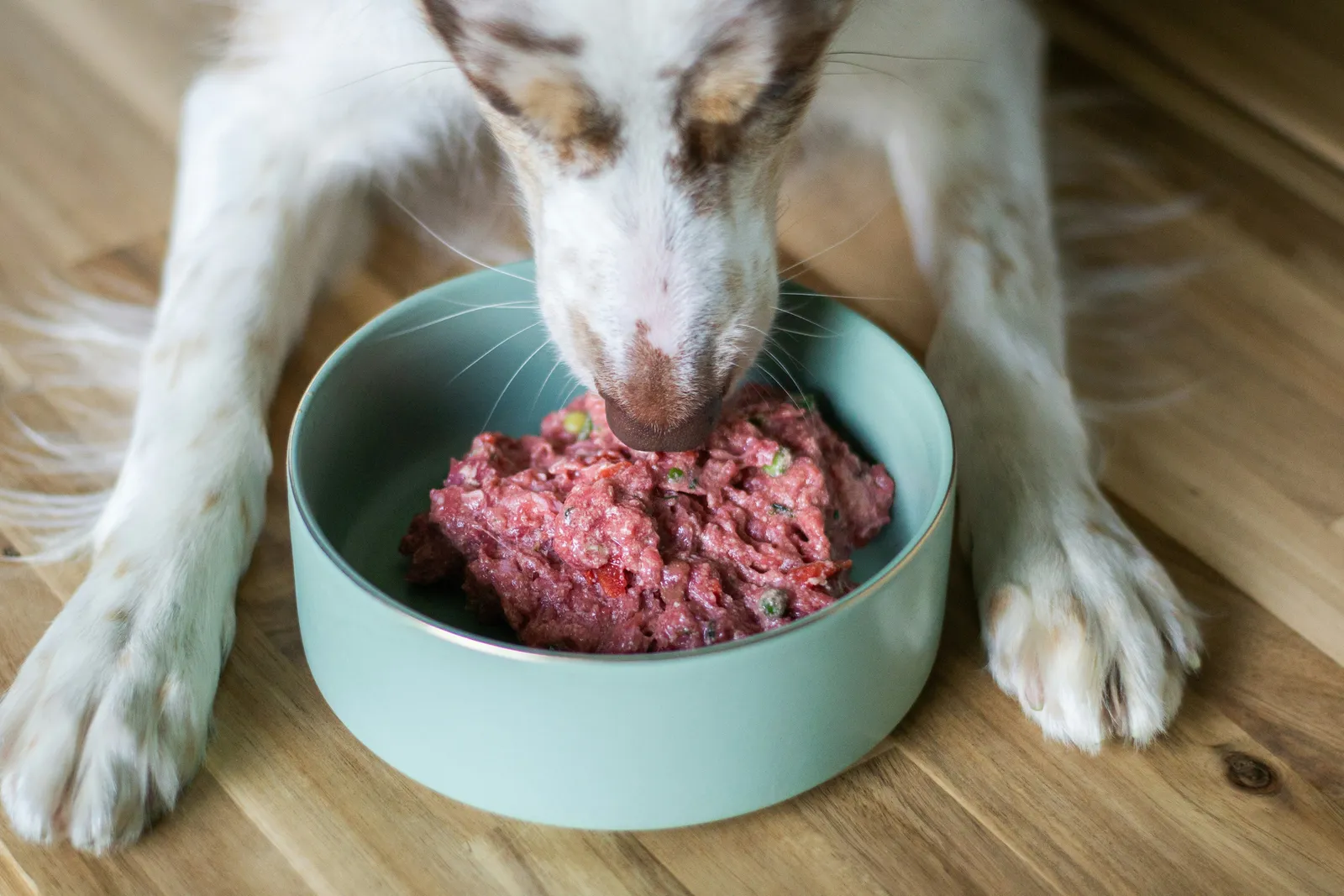Dog eating fresh food from a mint green bowl