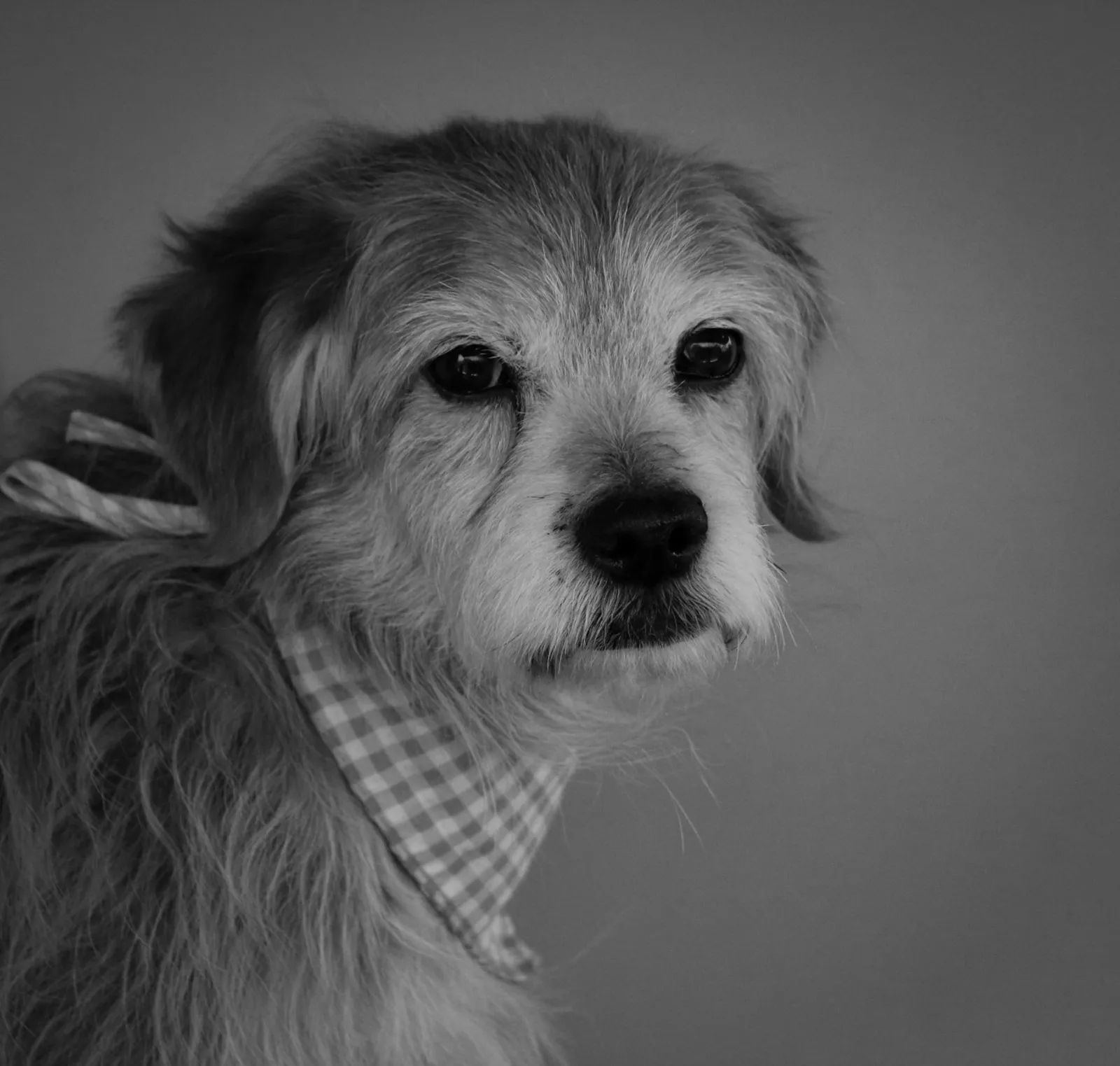 Black-and-white portrait of a grey-muzzled senior dog wearing a gingham bandana
