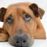 When Your Dog is not eating food: Understanding the Causes and Finding Solutions