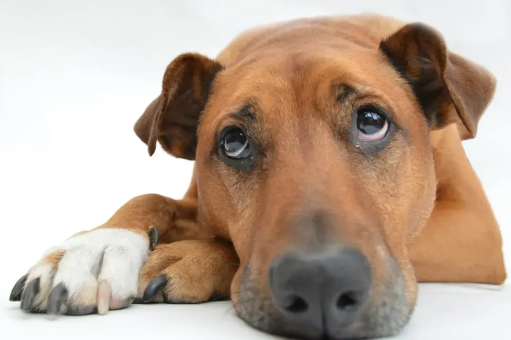When Your Dog is not eating food: Understanding the Causes and Finding Solutions