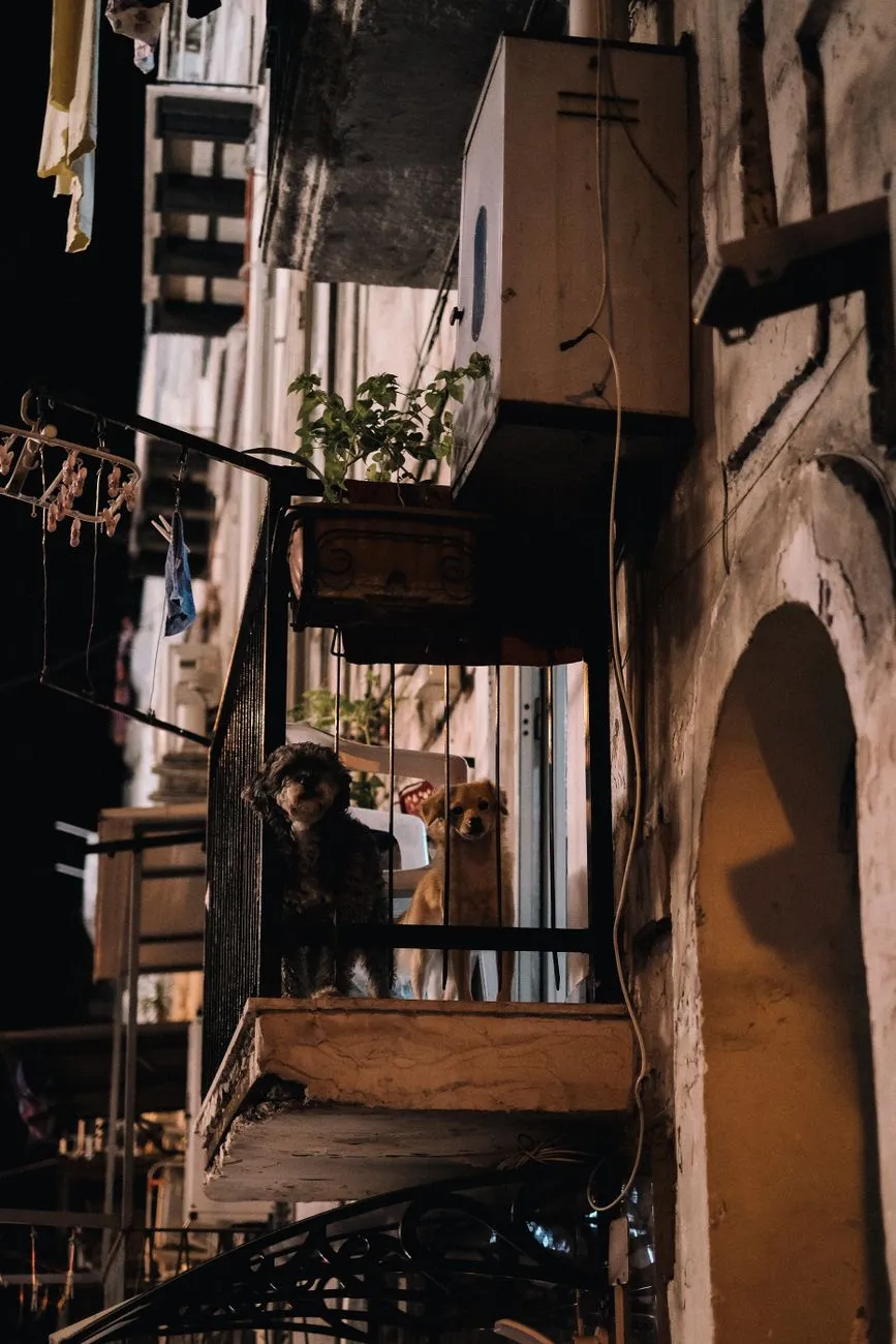 Dogs resting on a city apartment balcony