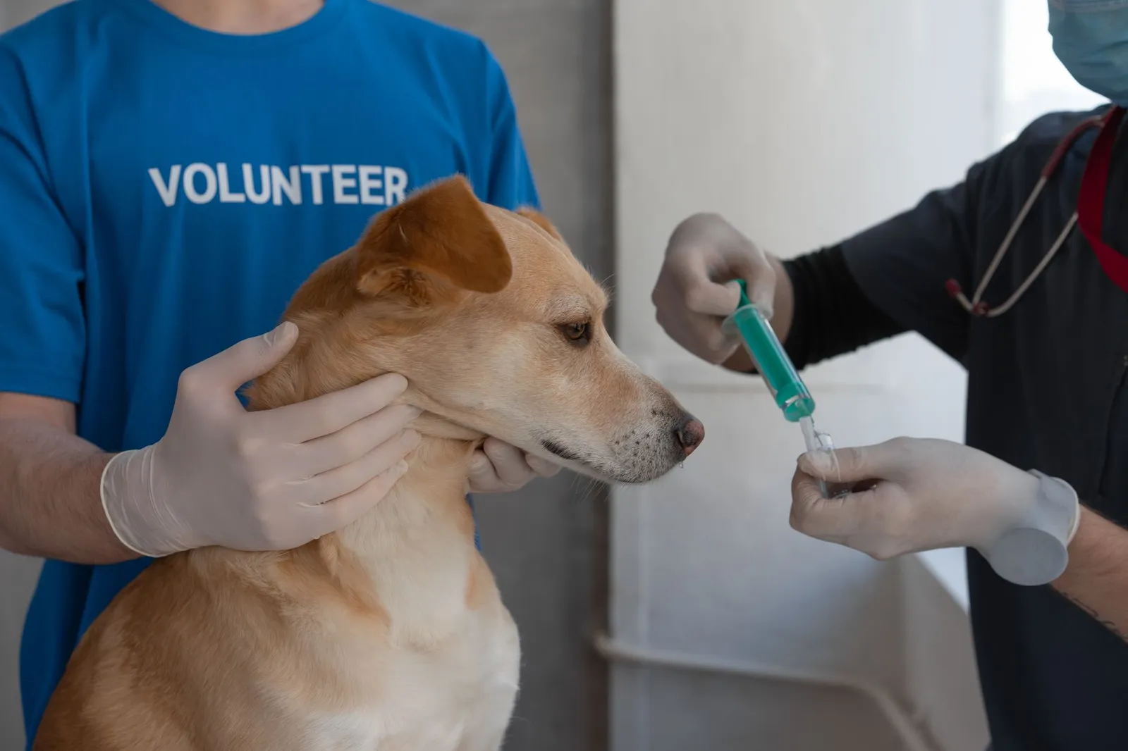 Veterinarian vaccinating a dog during a checkup