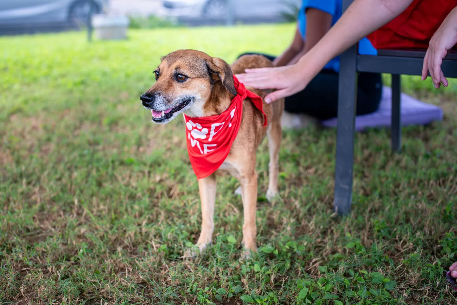 Person meeting a rescue dog during an adoption visit