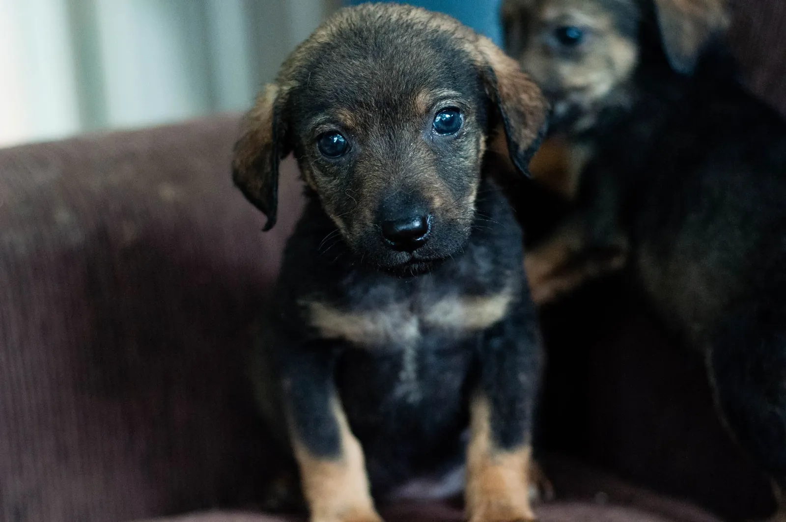 Newly adopted puppy settling on a sofa at home