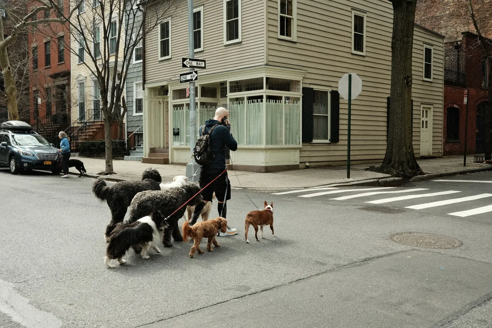 Person walking dogs on a city street leash