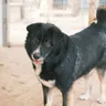 Where Can I Adopt a Dog in India: Shelter Process Guide