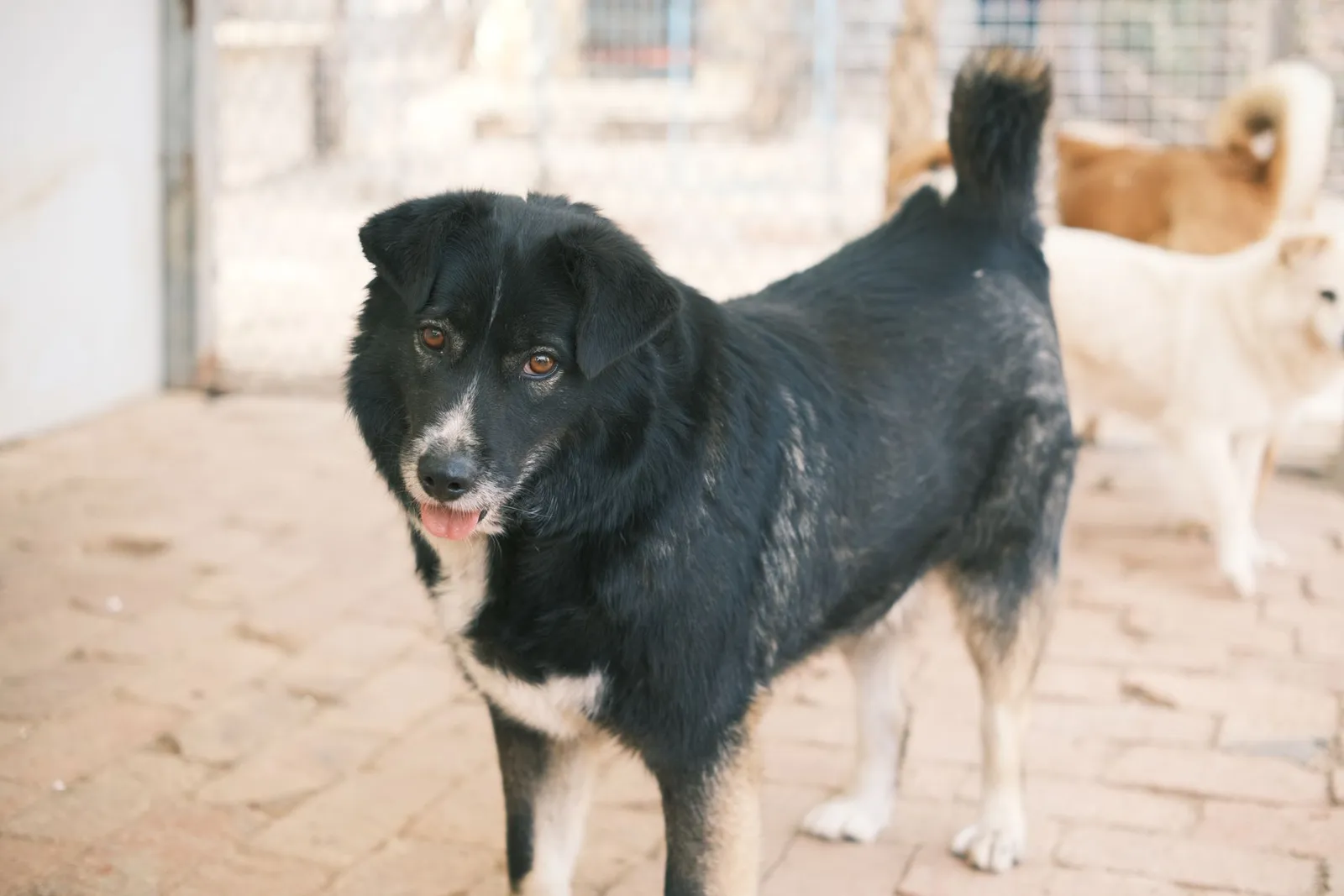 Where Can I Adopt a Dog in India: Shelter Process Guide