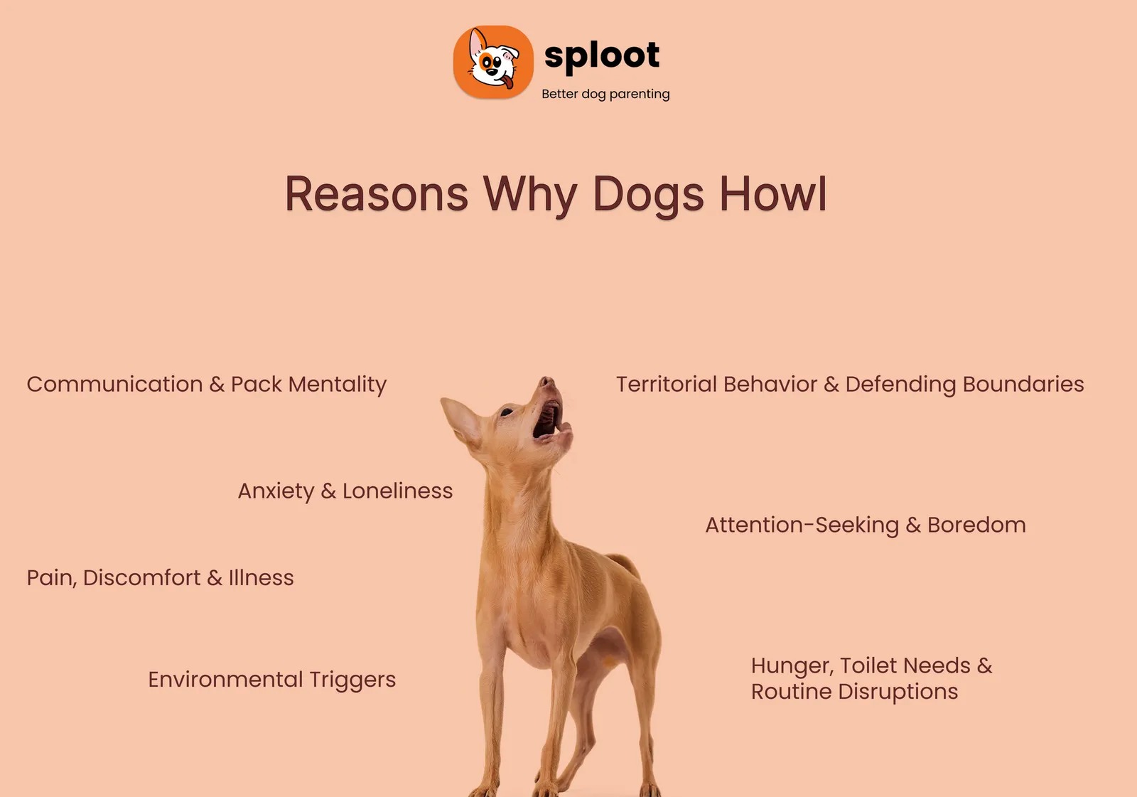 Infographic titled Reasons Why Dogs Howl, listing seven causes beside a howling dog