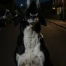 Why Do Dogs Howl at Night? Unravelling the Mystery