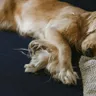 Why Do Dogs Sigh? 5 Reasons Behind the "Big Breath"