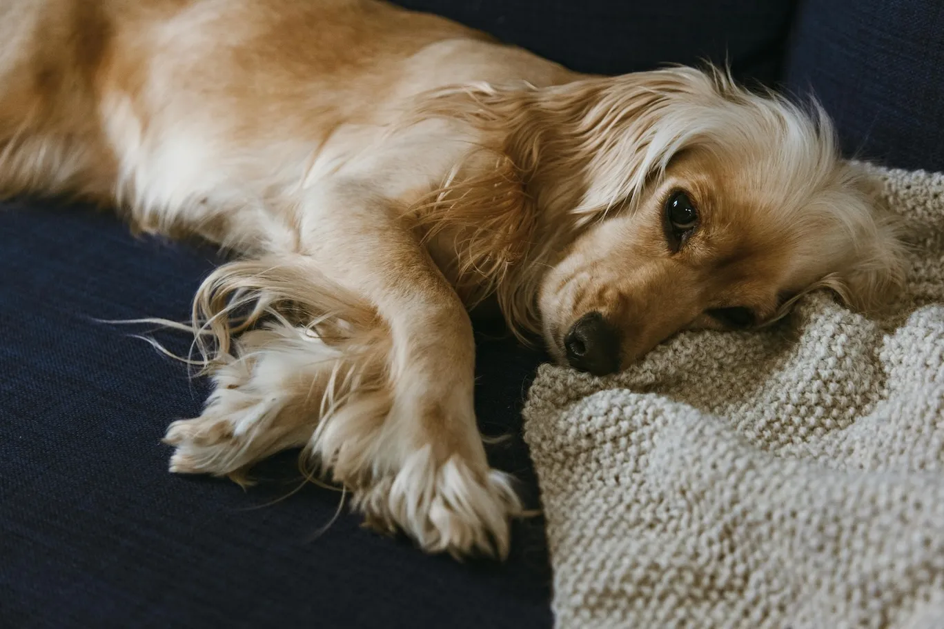 Why Do Dogs Sigh? 5 Reasons Behind the "Big Breath"