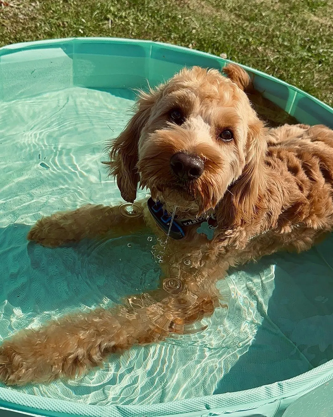 Curly-coated tan dog lying in a green kiddie pool on the grass