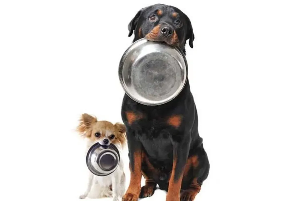 Why Does My Dog Pee near his Food Bowl?