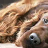 Why Does My Dog Smell Even After a Bath? Find Out!