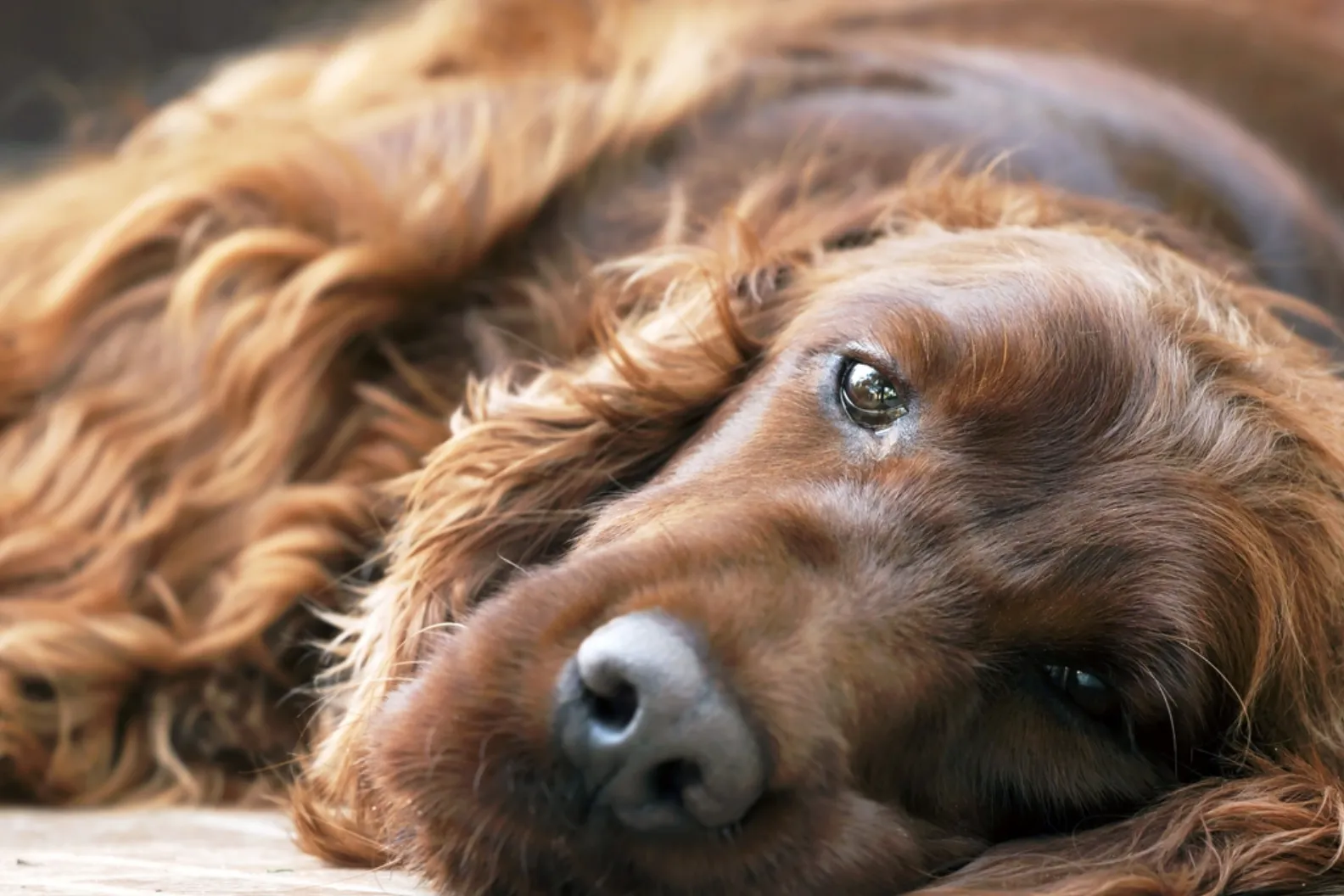 Why Does My Dog Smell Even After a Bath? Find Out!