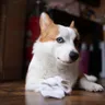 Why Does My Dog Steal My Socks?