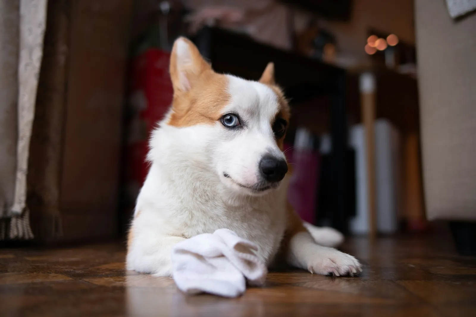 Why Does My Dog Steal My Socks?