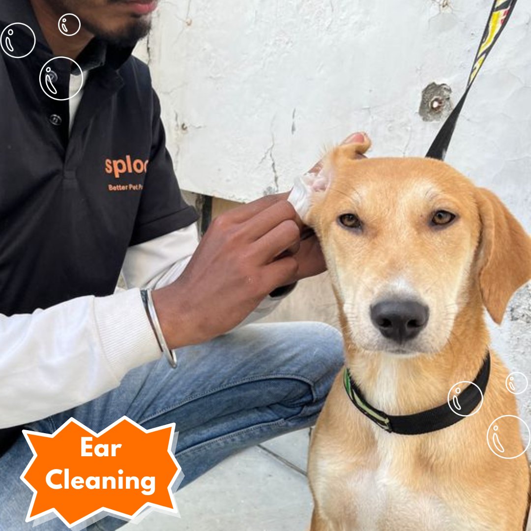 Ear Cleaning