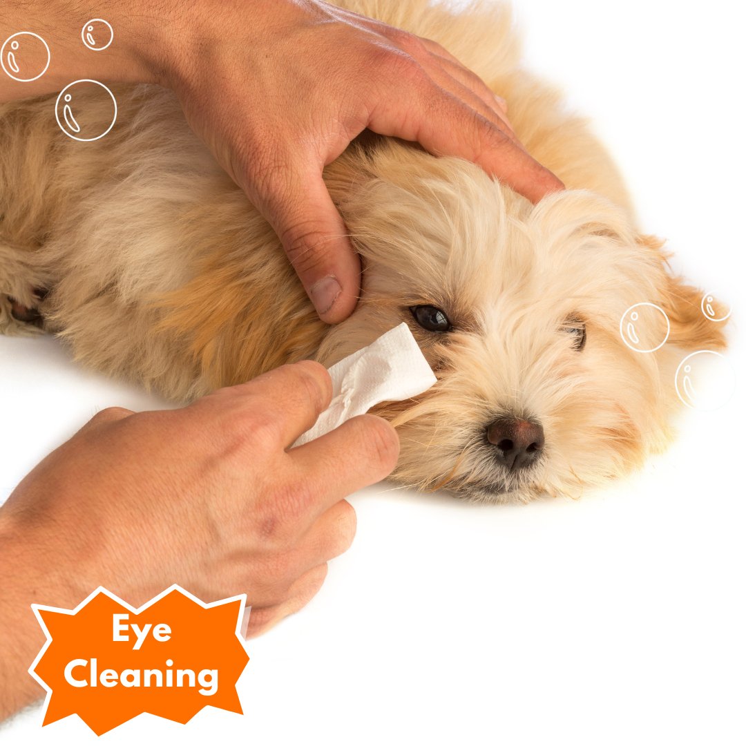 Eye Cleaning