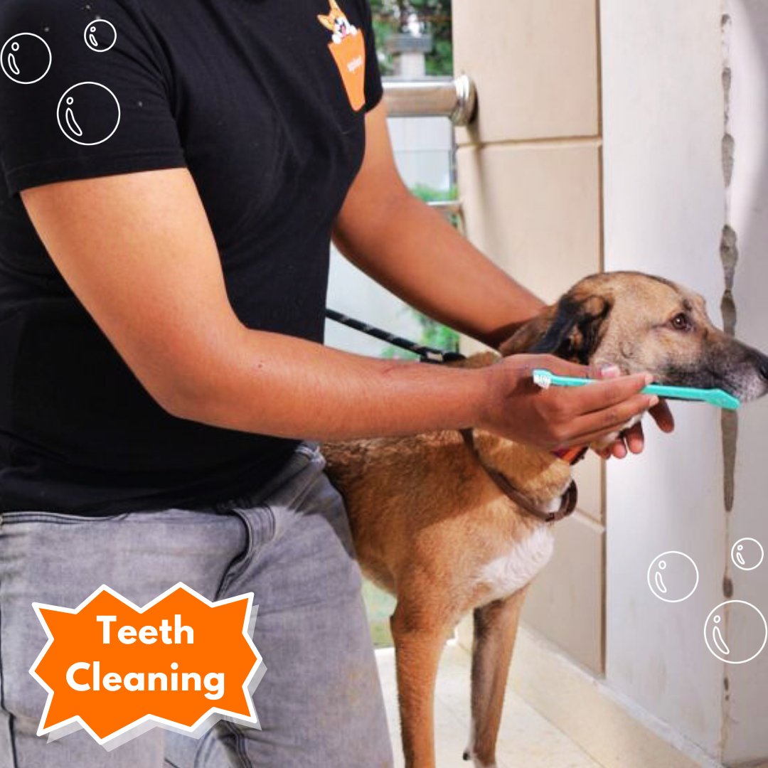 Teeth Cleaning